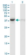 Anti-WDR77 Mouse Monoclonal Antibody [clone: 3F10]