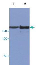 Anti-MYC Mouse Monoclonal Antibody [clone: 2B2]