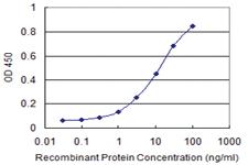 Anti-RING1 Mouse Monoclonal Antibody [clone: 2A6]