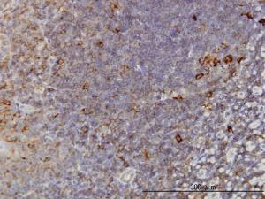 Anti-TCP1 Mouse Monoclonal Antibody [clone: 2B2-D6]