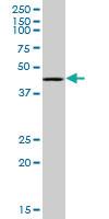 Anti-RING1 Mouse Monoclonal Antibody [clone: 4E8]