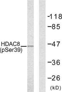 Anti-HDAC8 Rabbit Polyclonal Antibody