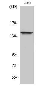 Western blot analysis of COS7 cells using Anti-NFRKB Antibody