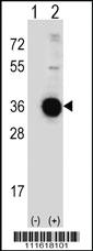 Anti-DDIT4 Rabbit Polyclonal Antibody