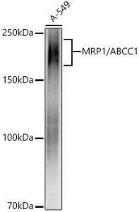 Western blot analysis of extracts of A-549 cells, using Anti-MRP1 Antibody [ARC52207] (A305805) at 1:1000 dilution