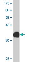 Anti-CACNA1C Mouse Monoclonal Antibody [clone: 4D10]