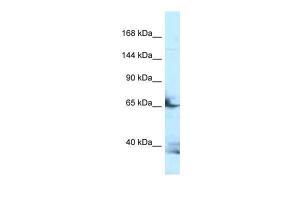 Anti-FSTL4 Rabbit Polyclonal Antibody