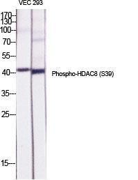 Anti-HDAC8 Rabbit Polyclonal Antibody