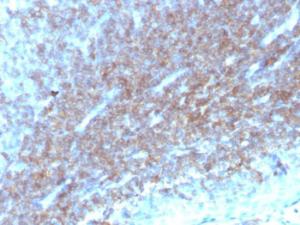 Immunohistochemical analysis of formalin-fixed, paraffin-embedded human tonsil tissue using Anti-CD48 Antibody [CD48/4784]