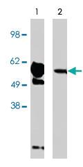 Anti-FBXW7 Rabbit Polyclonal Antibody