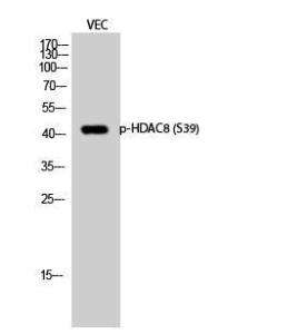 Anti-HDAC8 Rabbit Polyclonal Antibody