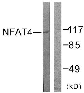 Antibody anti-NFAT4 A99020-100 100 µg