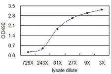 Anti-SFTPD Mouse Monoclonal Antibody (Biotin)