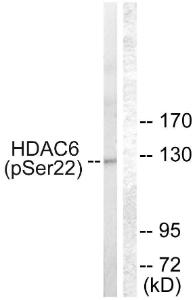 Western blot analysis of lysates from NIH/3T3 cells treated with Anisomycin 25 µg/ml 30' using Anti-HDAC6 (phospho Ser22) Antibody. The right hand lane represents a negative control, where the Antibody is blocked by the immunising peptide