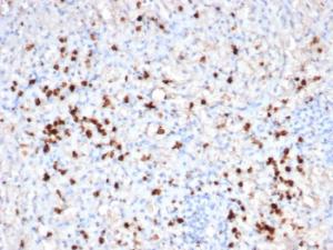 Immunohistochemical analysis of formalin-fixed, paraffin-embedded human spleen tissue using Anti-Granzyme B Antibody [GZMB/6530R]