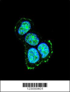 Anti-MAPK8IP1 Rabbit Polyclonal Antibody (HRP (Horseradish Peroxidase))