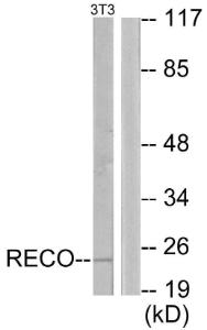 Western blot analysis of lysates from NIH/3T3 cells using Anti-Recoverin Antibody The right hand lane represents a negative control, where the antibody is blocked by the immunising peptide