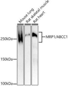 Western blot analysis of extracts of various cell lines, using Anti-MRP1 Antibody [ARC52207] (A305805) at 1:1000 dilution