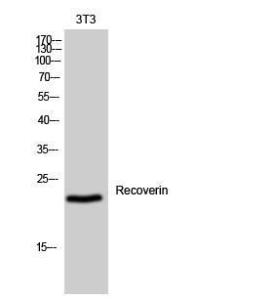 Western blot analysis of 3T3 cells using Anti-Recoverin Antibody