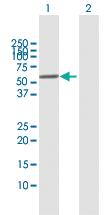 Anti-LAP3 Rabbit Polyclonal Antibody