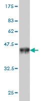 Anti-ZMYND8 Mouse Monoclonal Antibody [clone: 5B12]