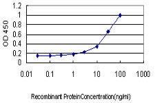 Anti-MAPK9 Mouse Monoclonal Antibody [clone: 1C1-3A8]