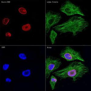 Confocal imaging of HeLa cells using Anti-Emerin Antibody [ARC0921] (A308435), at a dilution of 1:100, (red). The cells were counterstained with Anti-alpha Tubulin Antibody, at a dilution of 1:100, (green). DAPI was used for nuclear staining (Blue). Objective: 60x