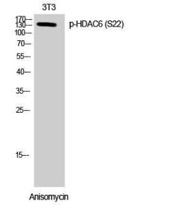 Western blot analysis of 3T3 cells using Anti-HDAC6 (phospho Ser22) Antibody