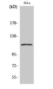 Antibody anti-NFAT4 A99020-100 100 µg