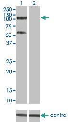 Anti-TRIM28 Mouse Monoclonal Antibody [clone: 4E6]