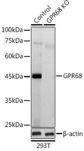 Western blot analysis of extracts from normal (control) and GPR68 knockout (KO) 293T cells, using Anti-OGR1 Antibody (A10124) at 1:1,000 dilution. The secondary antibody was Goat Anti-Rabbit IgG H&L Antibody (HRP) at 1:10,000 dilution.