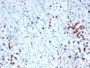 Immunohistochemical analysis of formalin-fixed, paraffin-embedded human tonsil tissue using Anti-Granzyme B Antibody [GZMB/6530R]