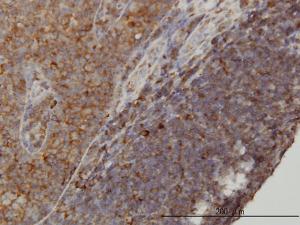 Anti-WDR77 Mouse Monoclonal Antibody [clone: 3F10]