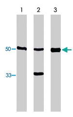 Anti-FLI1 Sheep Polyclonal Antibody