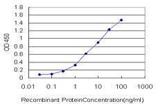 Anti-KRT4 Mouse Monoclonal Antibody [clone: 5H5]