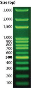 DNA ladder, 100 bp, DNAmark™