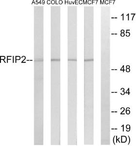 Western blot analysis of lysates from MCF-7, HUVEC, A549, and COLO cells using Anti-RAB11FIP2 Antibody. The right hand lane represents a negative control, where the antibody is blocked by the immunising peptide