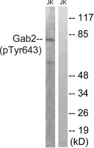 Western blot analysis of lysates from Jurkat cells treated with IFN 2500U/ML 30' using Anti-Gab2 (phospho Tyr643) Antibody. The right hand lane represents a negative control, where the antibody is blocked by the immunising peptide.