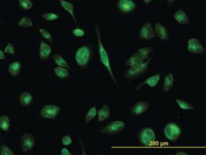 Anti-TCP1 Mouse Monoclonal Antibody [clone: 2B2-D6]