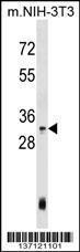 Anti-HOXC4 Rabbit Polyclonal Antibody (APC (Allophycocyanin))