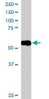 Anti-DBNL Goat Polyclonal Antibody