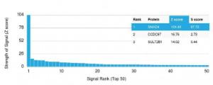 Analysis of protein array containing more than 19,000 full-length human proteins using Anti-SMAD4 Antibody [SMAD4/2440]