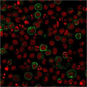 Immunofluorescent analysis of Raji cells stained with Anti-NULL Antibody [C86/2160R] followed by Goat Anti-Rabbit IgG (CF&#174; 488) (Green). Nuclei are labeled with RedDot.