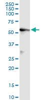 Anti-LAP3 Rabbit Polyclonal Antibody