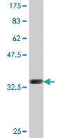 Anti-POU3F3 Mouse Polyclonal Antibody