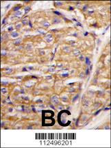 Anti-MIPEP Rabbit Polyclonal Antibody (HRP (Horseradish Peroxidase))