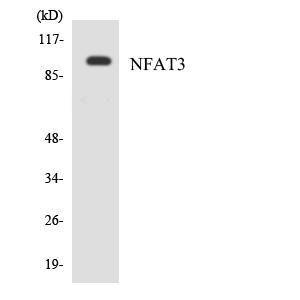 Western blot analysis of the lysates from COLO205 cells using Anti-NFAT3 Antibody