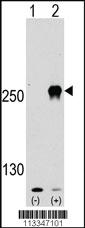 Anti-MTOR Rabbit Polyclonal Antibody