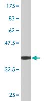 Anti-ETF1 Mouse Monoclonal Antibody [clone: 2H4]