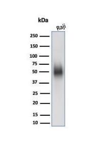 Western blot analysis of Raji cell line lysate using Anti-CD48 Antibody [CD48/4784]